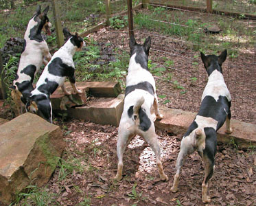 boston terrier hunting